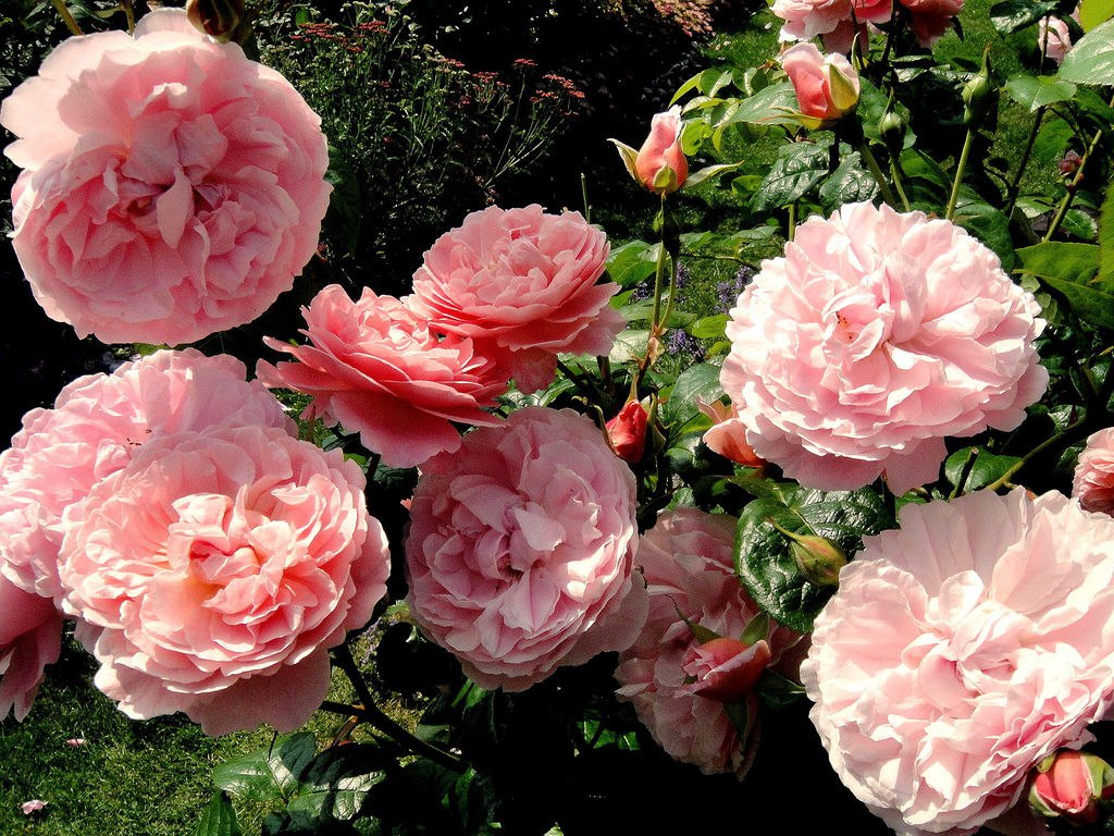 Роза парковая Строберри Хилл